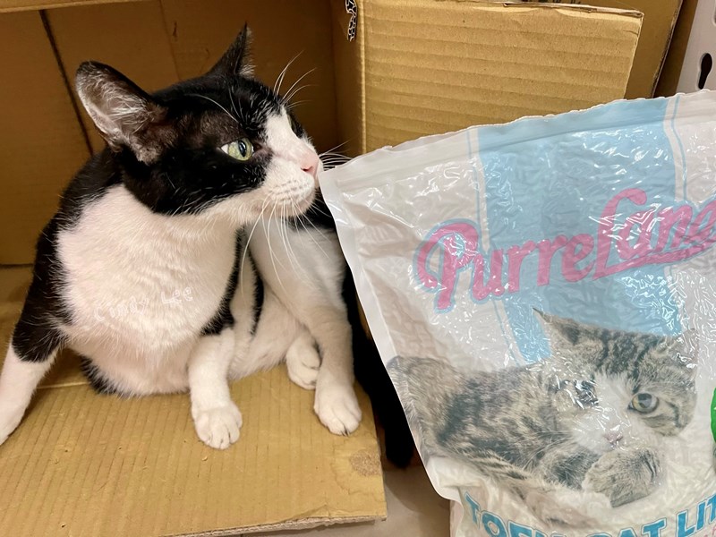 女人知己試用大隊,口碑行銷,部落客行銷,PurreLand 倍淨豆腐貓砂,好市多購買,COSTCO購買,豆腐貓砂,PurreLand倍淨,低粉塵,易清理,可沖馬桶,提供絕佳的除臭與凝結力,豆腐貓砂評價,貓砂評價,使用心得,貓砂分享,好用,原味,綠茶,豆腐砂,水量需完全覆蓋貓砂,水量需貓砂的2~3倍以上,豆腐砂評價,高CP值,划算